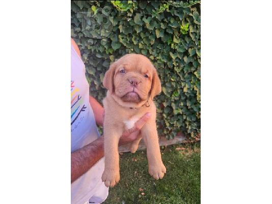 Κουτάβια Dogue de Bordeaux